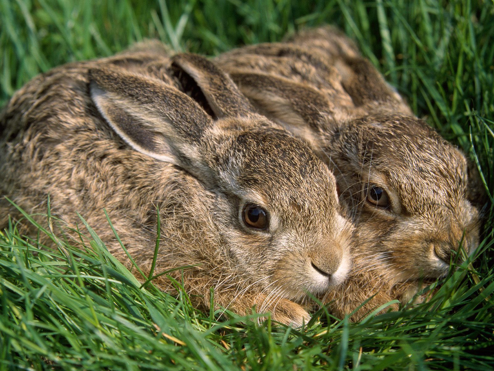 Lapin